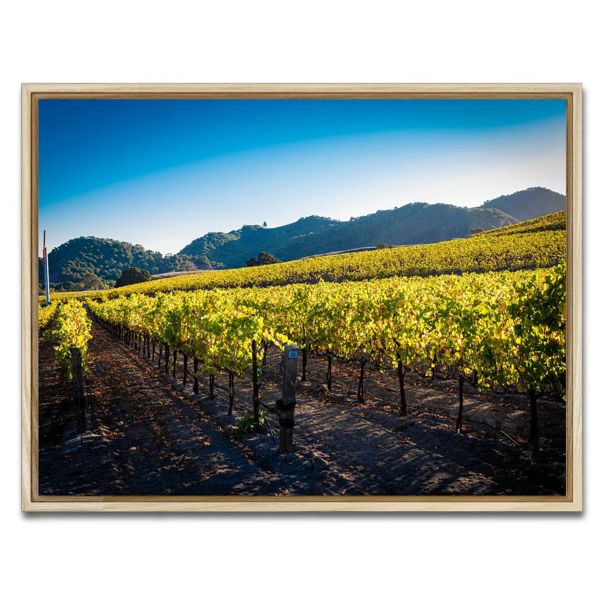Central California Vineyard Wall Art