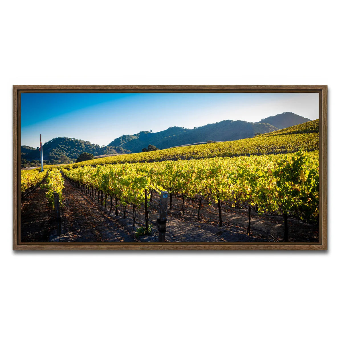 Central California Vineyard Wall Art