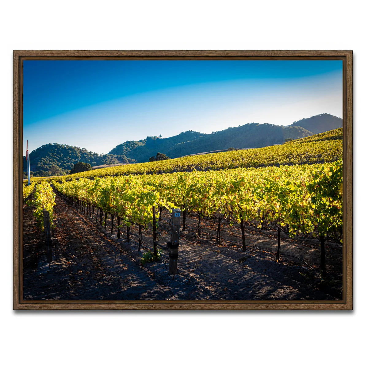 Central California Vineyard Wall Art