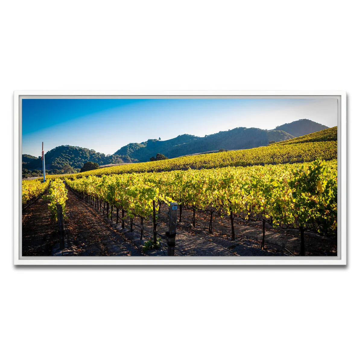 Central California Vineyard Wall Art