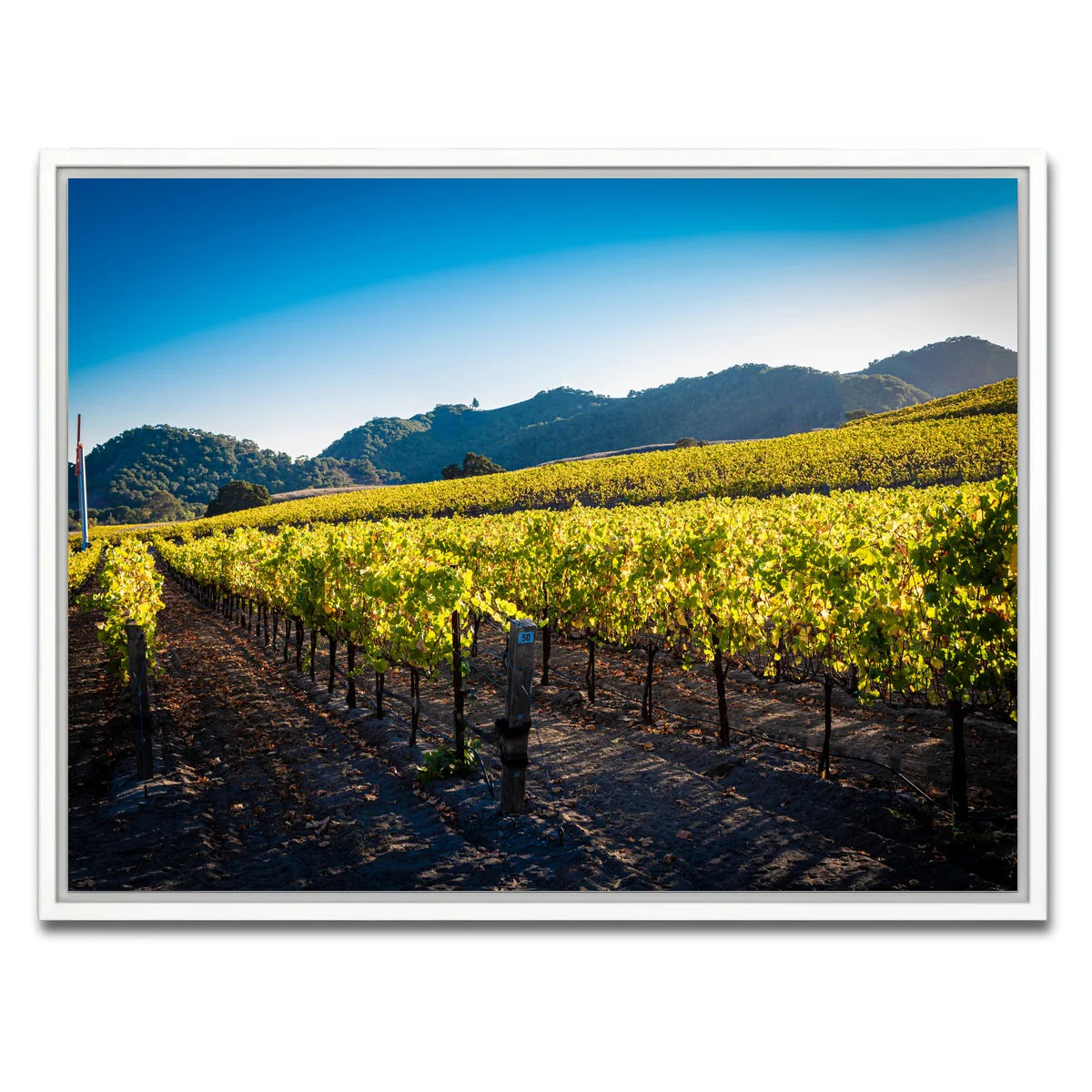 Central California Vineyard Wall Art