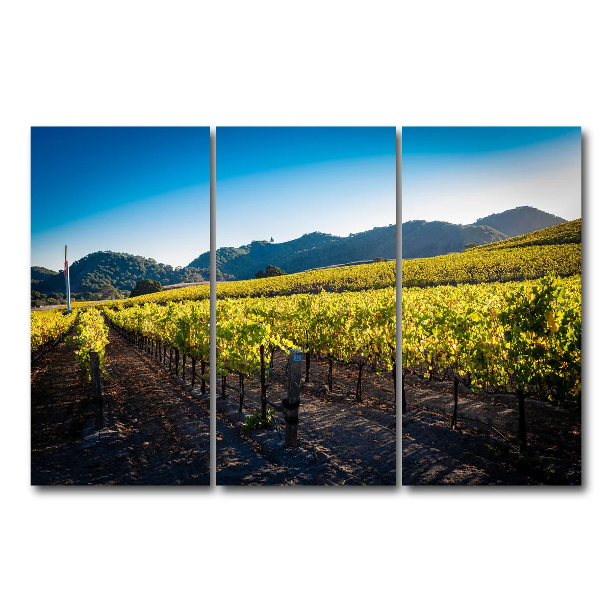 Central California Vineyard Wall Art