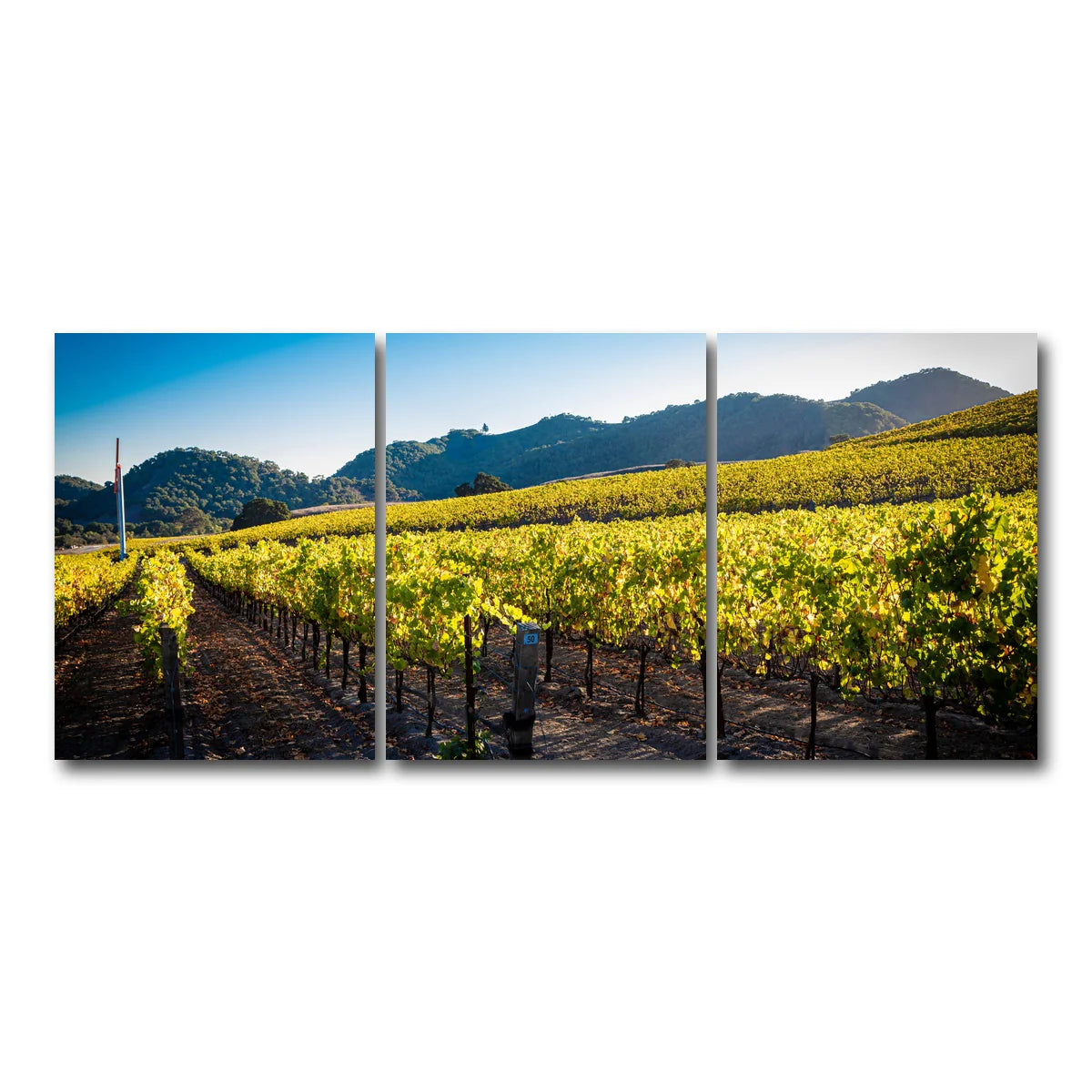 Central California Vineyard Wall Art