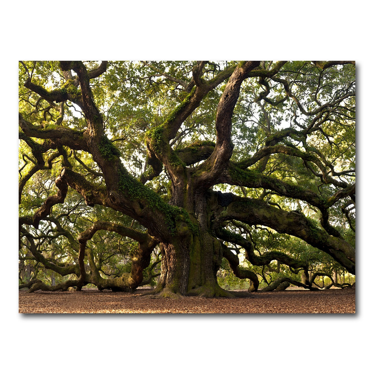 AUTO-MOCKUP WHITE | Charleston angel oak | 1 Piece | Gallery Wrapped | group=4x3