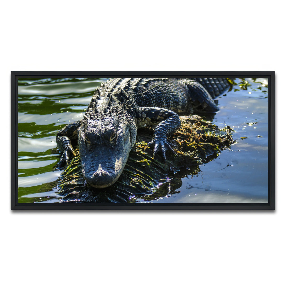 AUTO-MOCKUP WHITE | Florida Alligator | 1 Piece | Black Framed Canvas | group=2x1
