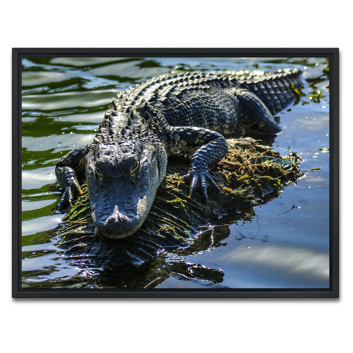 AUTO-MOCKUP WHITE | Florida Alligator | 1 Piece | Black Framed Canvas | group=4x3