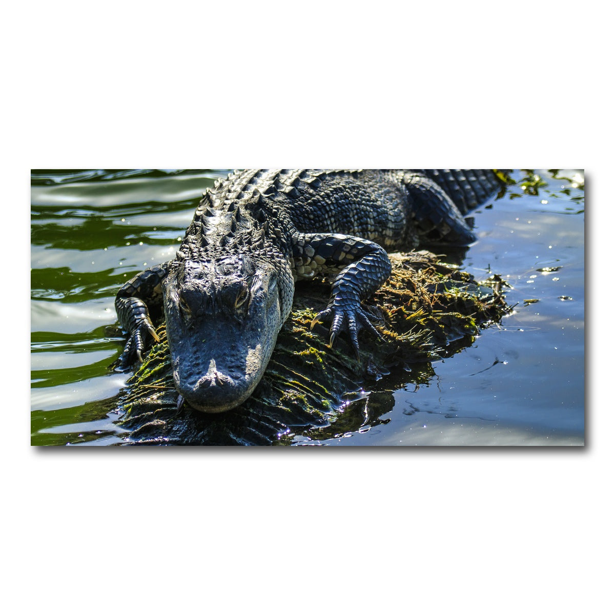 AUTO-MOCKUP WHITE | Florida Alligator | 1 Piece | Gallery Wrap Canvas | group=2x1