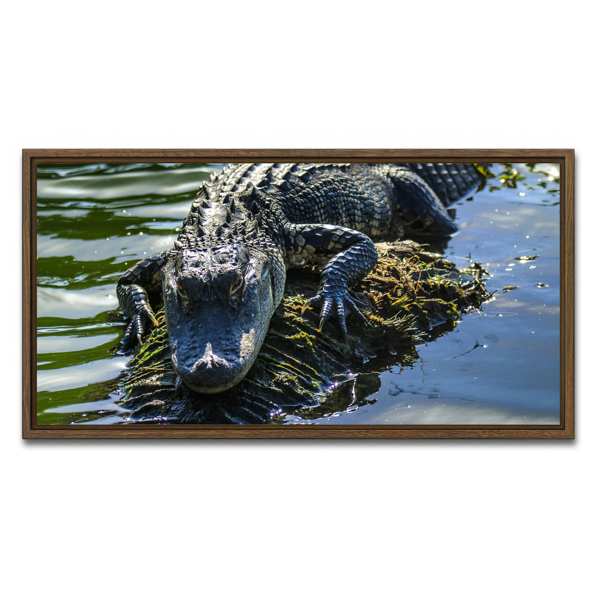 AUTO-MOCKUP WHITE | Florida Alligator | 1 Piece | Walnut Framed Canvas | group=2x1