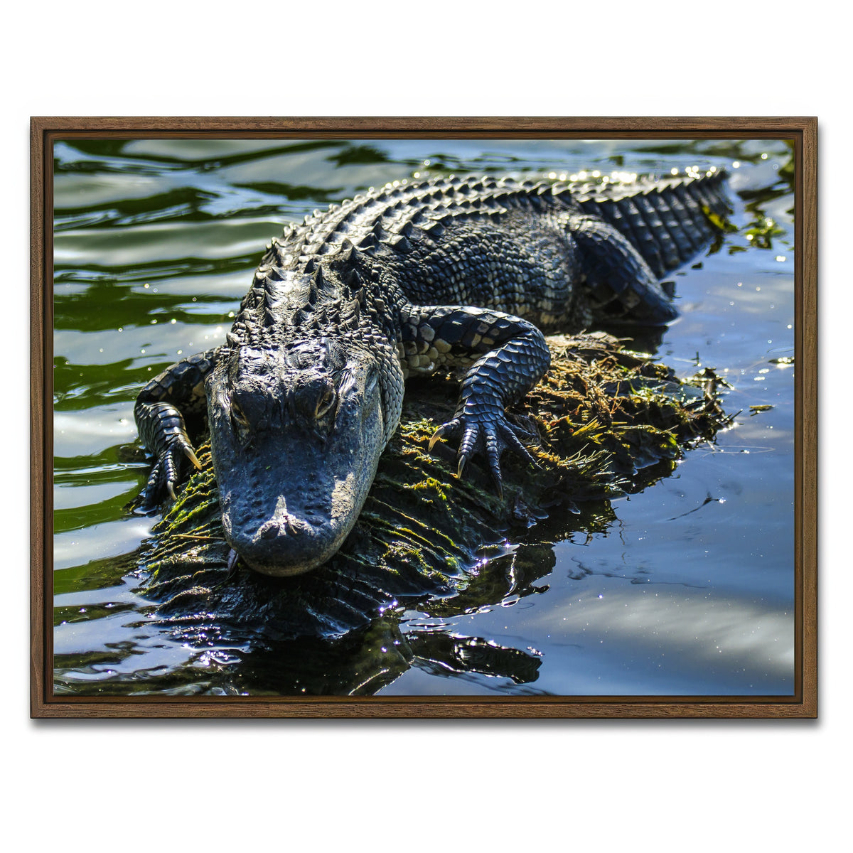 AUTO-MOCKUP WHITE | Florida Alligator | 1 Piece | Walnut Framed Canvas | group=4x3