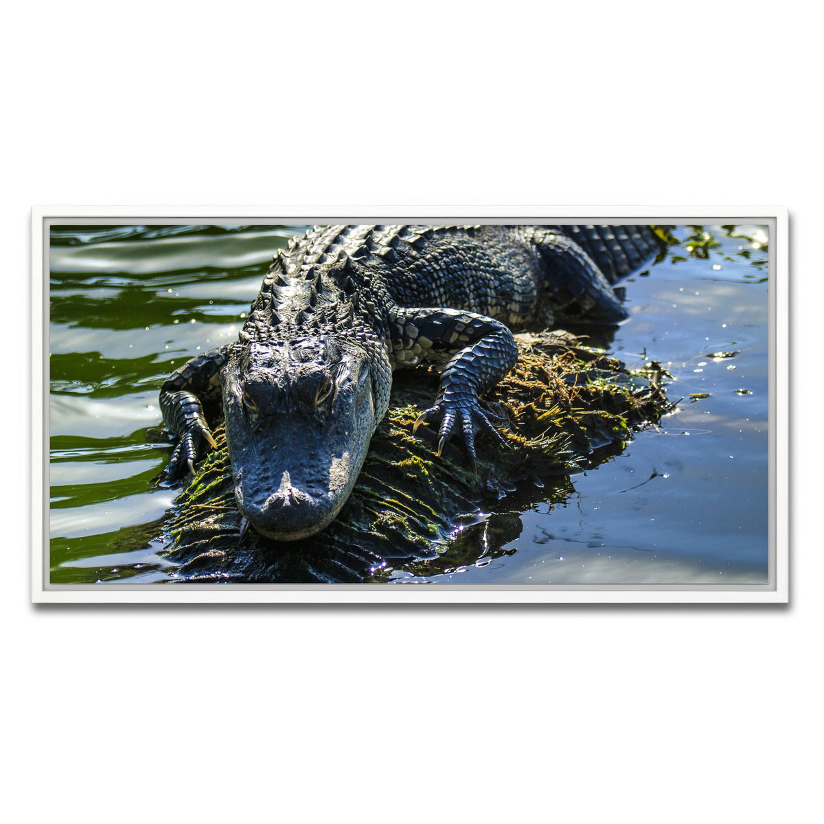 AUTO-MOCKUP WHITE | Florida Alligator | 1 Piece | White Framed Canvas | group=2x1