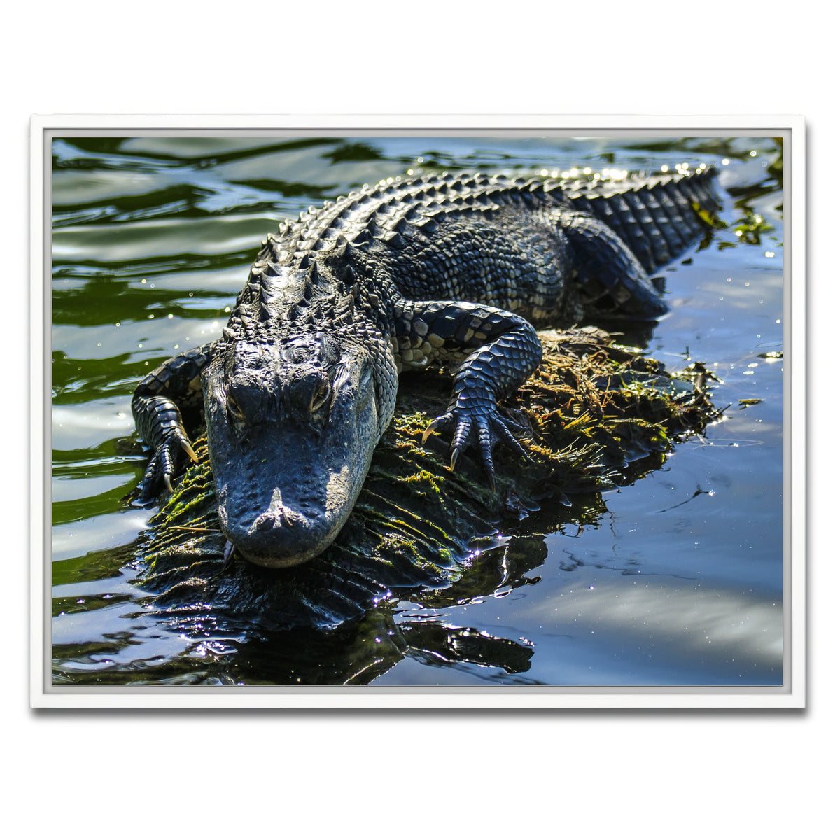 AUTO-MOCKUP WHITE | Florida Alligator | 1 Piece | White Framed Canvas | group=4x3