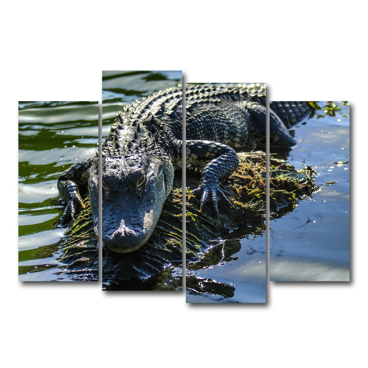 AUTO-MOCKUP WHITE | Florida Alligator | 4 Piece | Gallery Wrap Canvas | group=4_normal