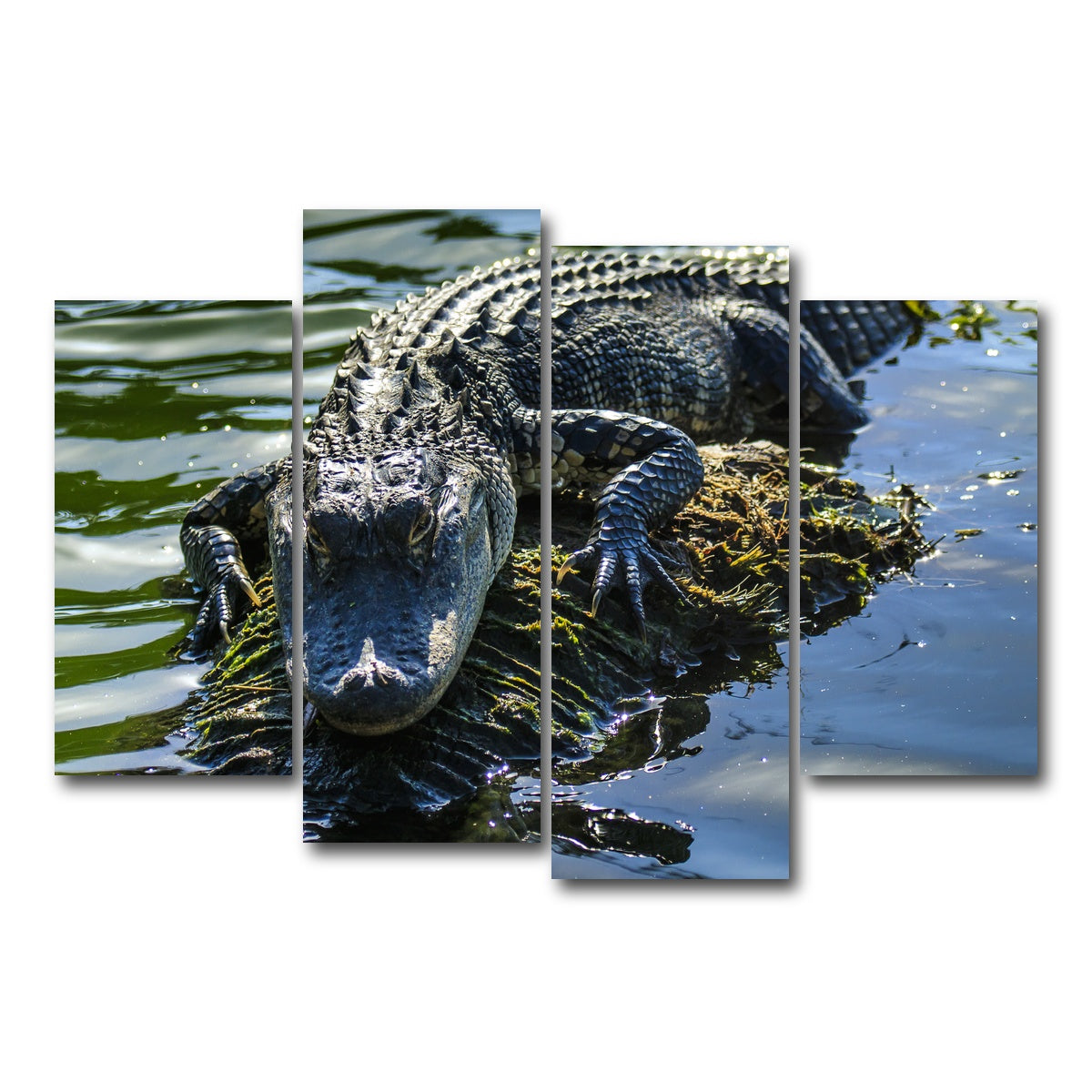 AUTO-MOCKUP WHITE | Florida Alligator | 4 Piece | Gallery Wrap Canvas | group=4_short