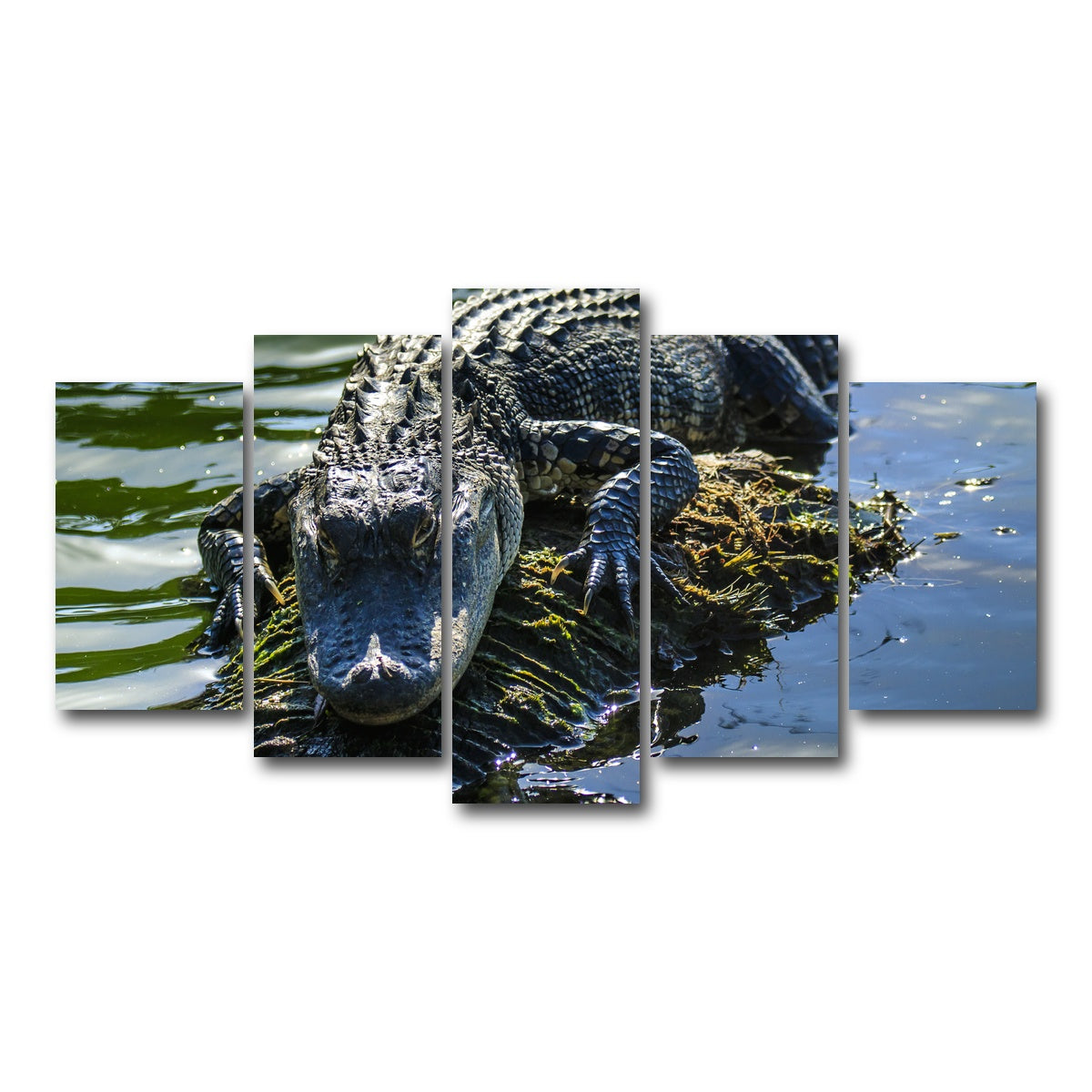 AUTO-MOCKUP WHITE | Florida Alligator | 5 Piece | Gallery Wrap Canvas | group=5_normal
