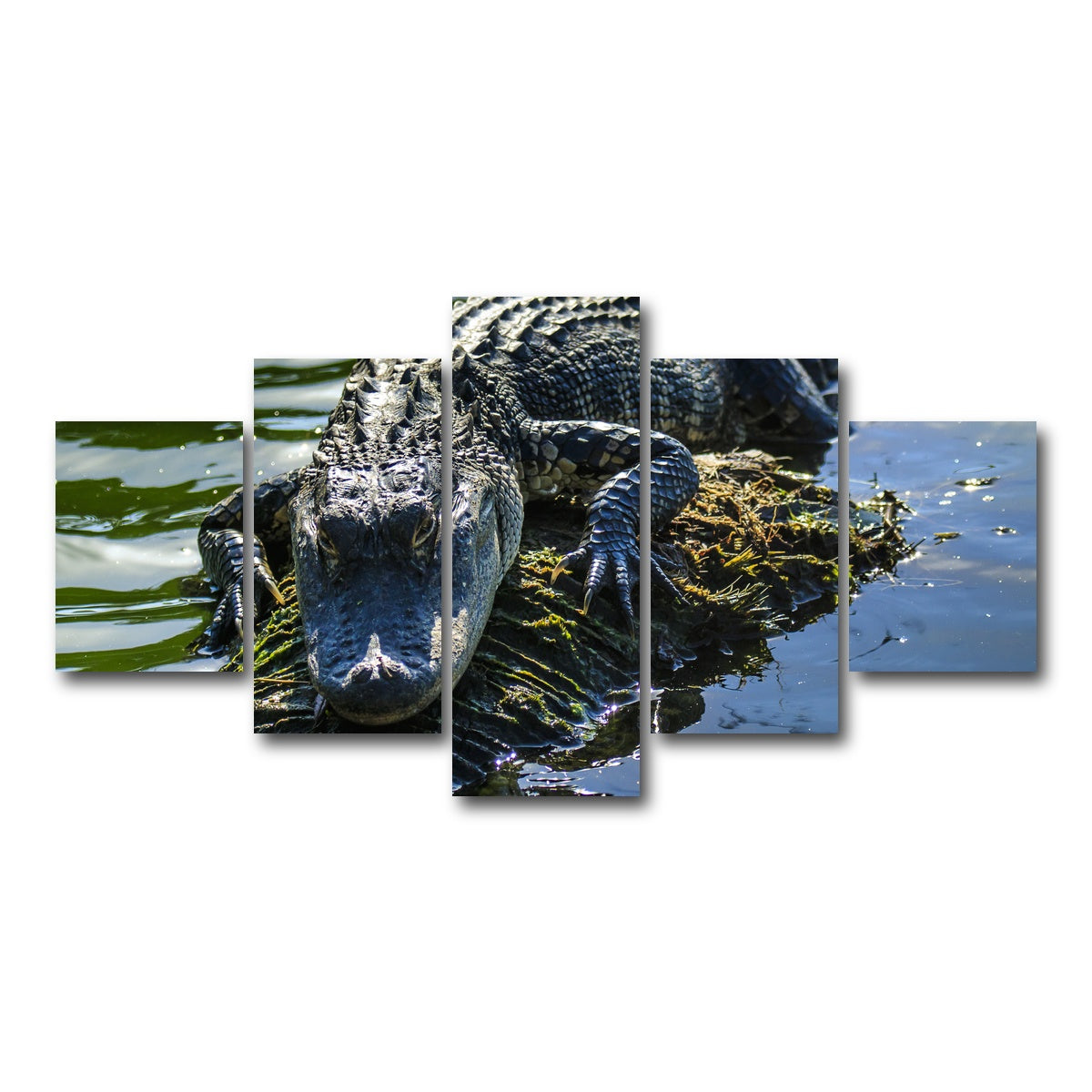 AUTO-MOCKUP WHITE | Florida Alligator | 5 Piece | Gallery Wrap Canvas | group=5_short