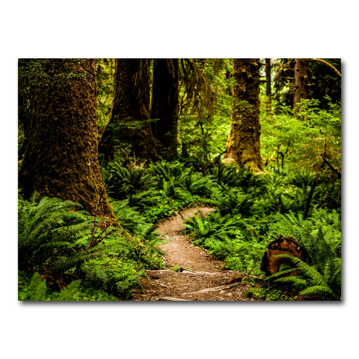AUTO-MOCKUP WHITE | Hoh Rainforest | 1 Piece | Gallery Wrap Canvas | group=4x3