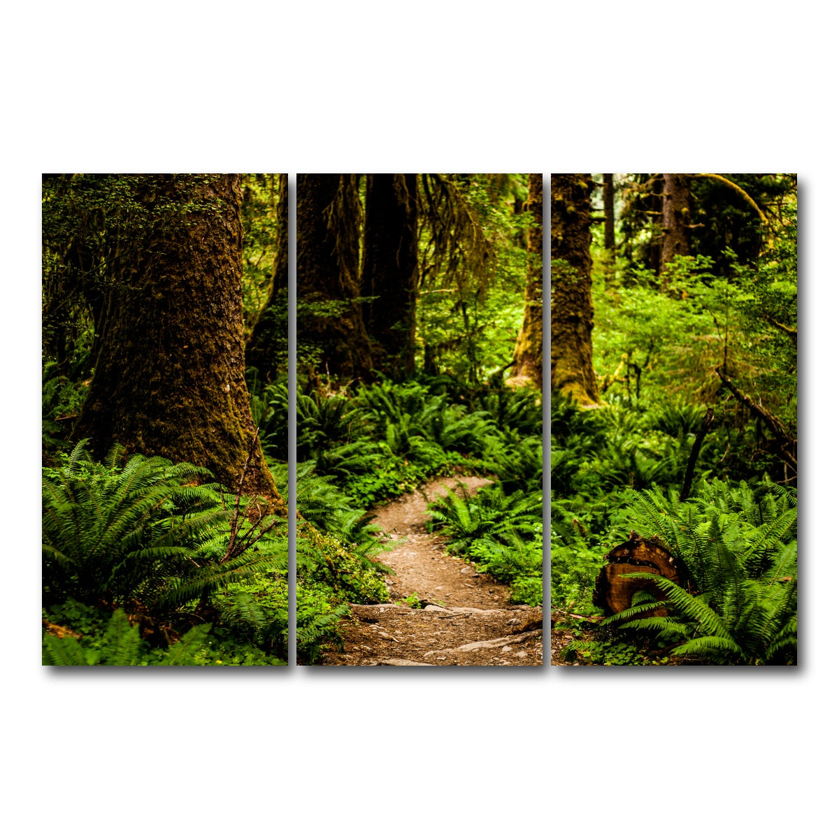 AUTO-MOCKUP WHITE | Hoh Rainforest | 3 Piece | Gallery Wrap Canvas | group=12x24