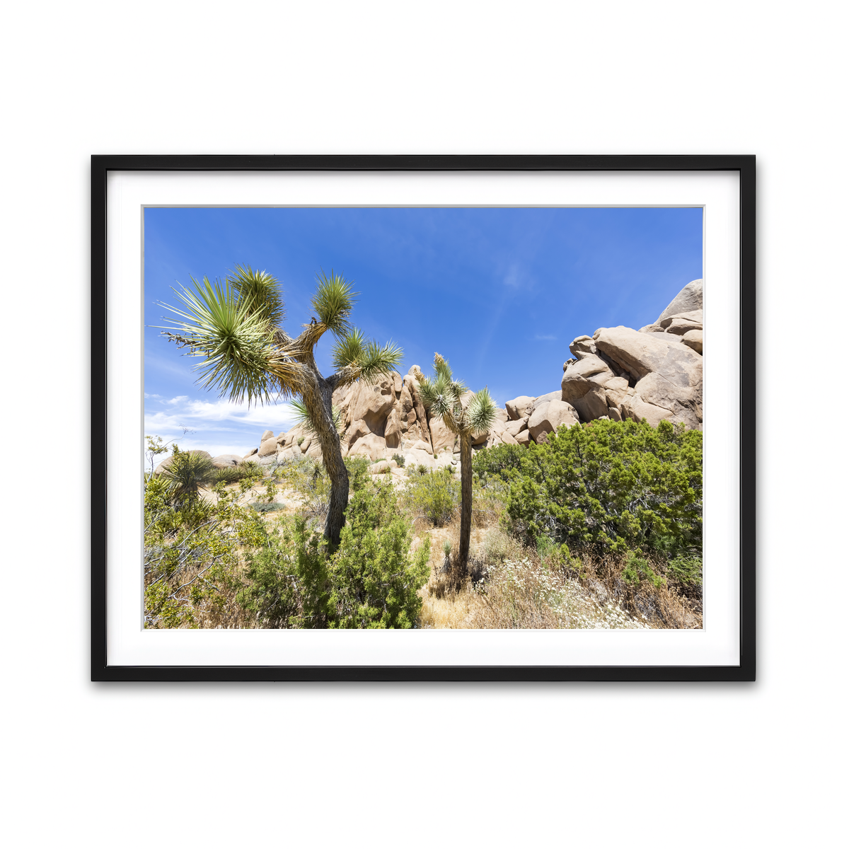 Impression from Joshua Tree National Park Wall Art