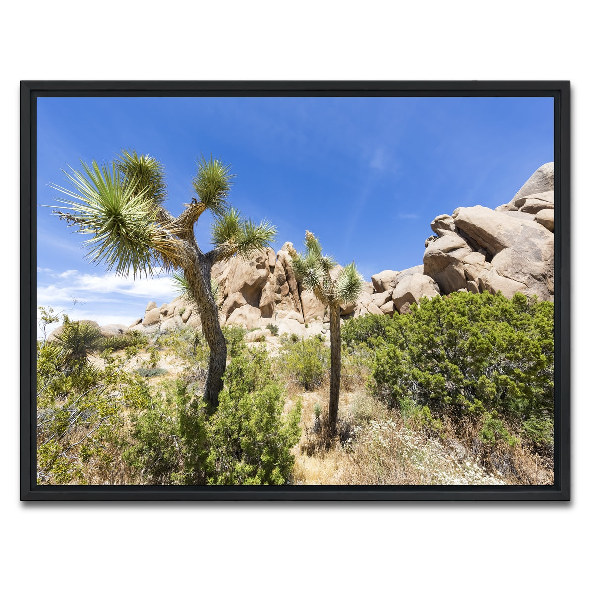 Impression from Joshua Tree National Park Wall Art