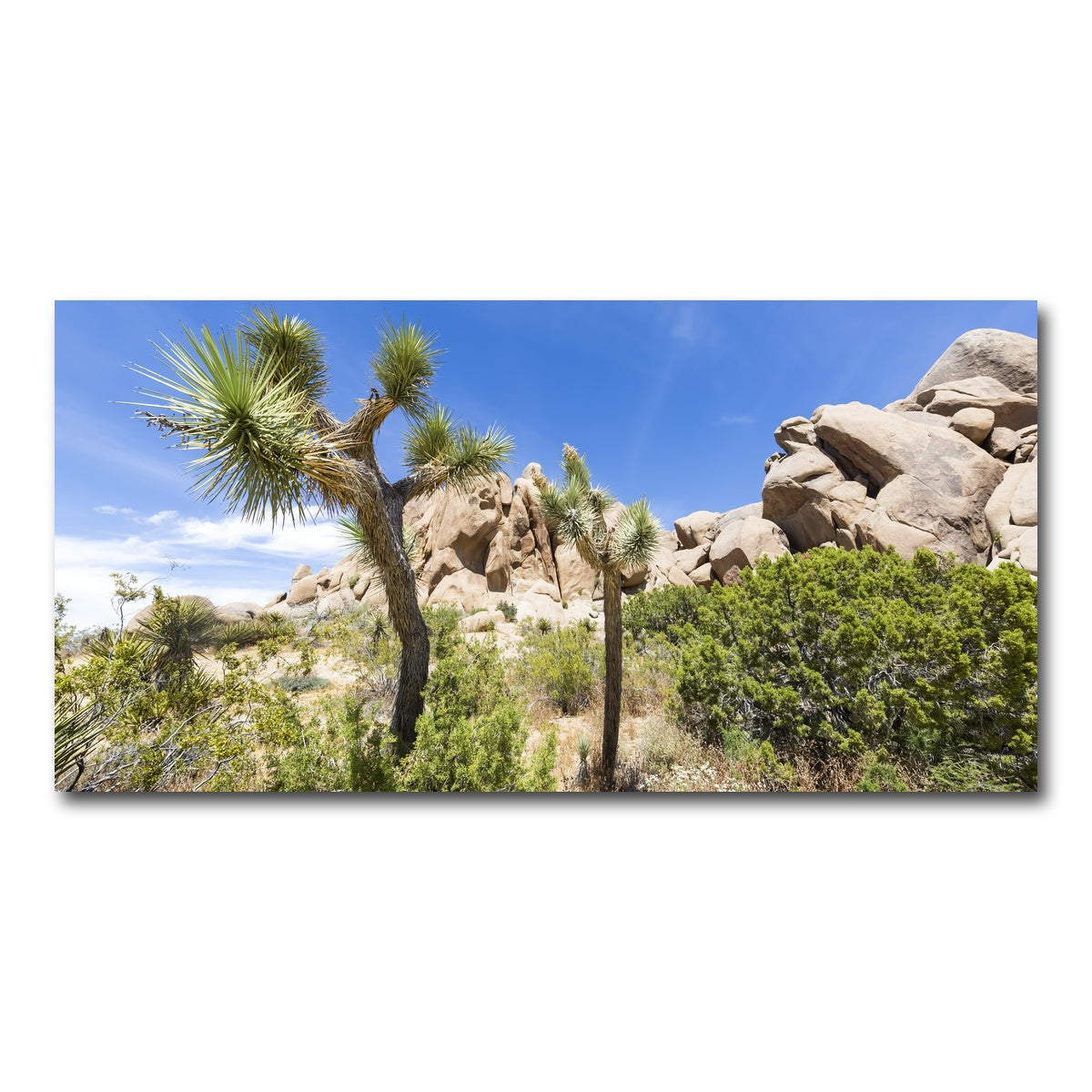 Impression from Joshua Tree National Park Wall Art