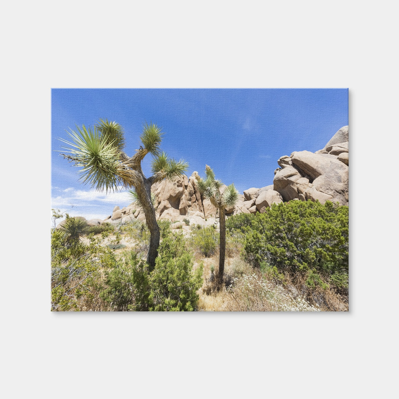 AUTO-MOCKUP WHITE | Impression from Joshua Tree National Park | 1 Piece | Gallery Wrap Canvas | group=4x3