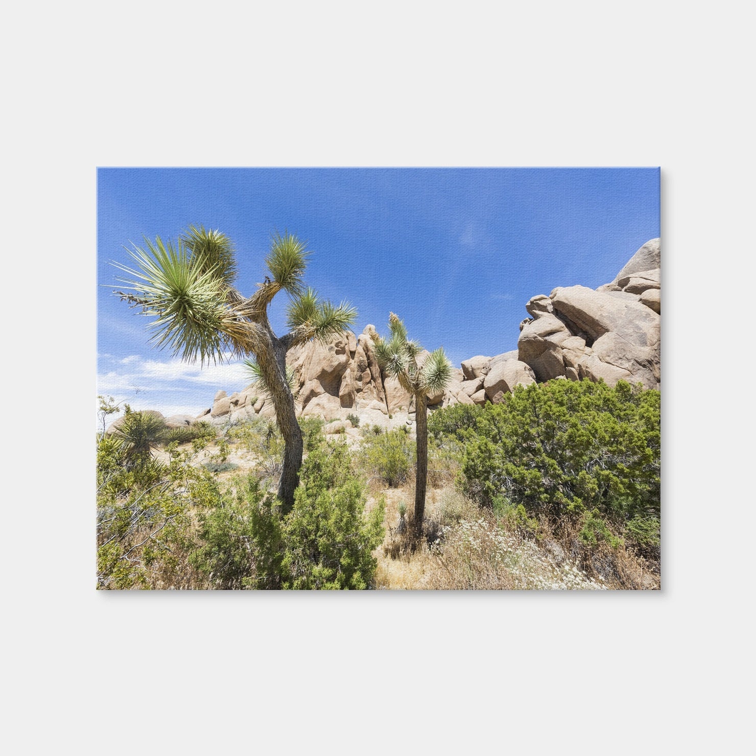 AUTO-MOCKUP WHITE | Impression from Joshua Tree National Park | 1 Piece | Gallery Wrap Canvas | group=4x3