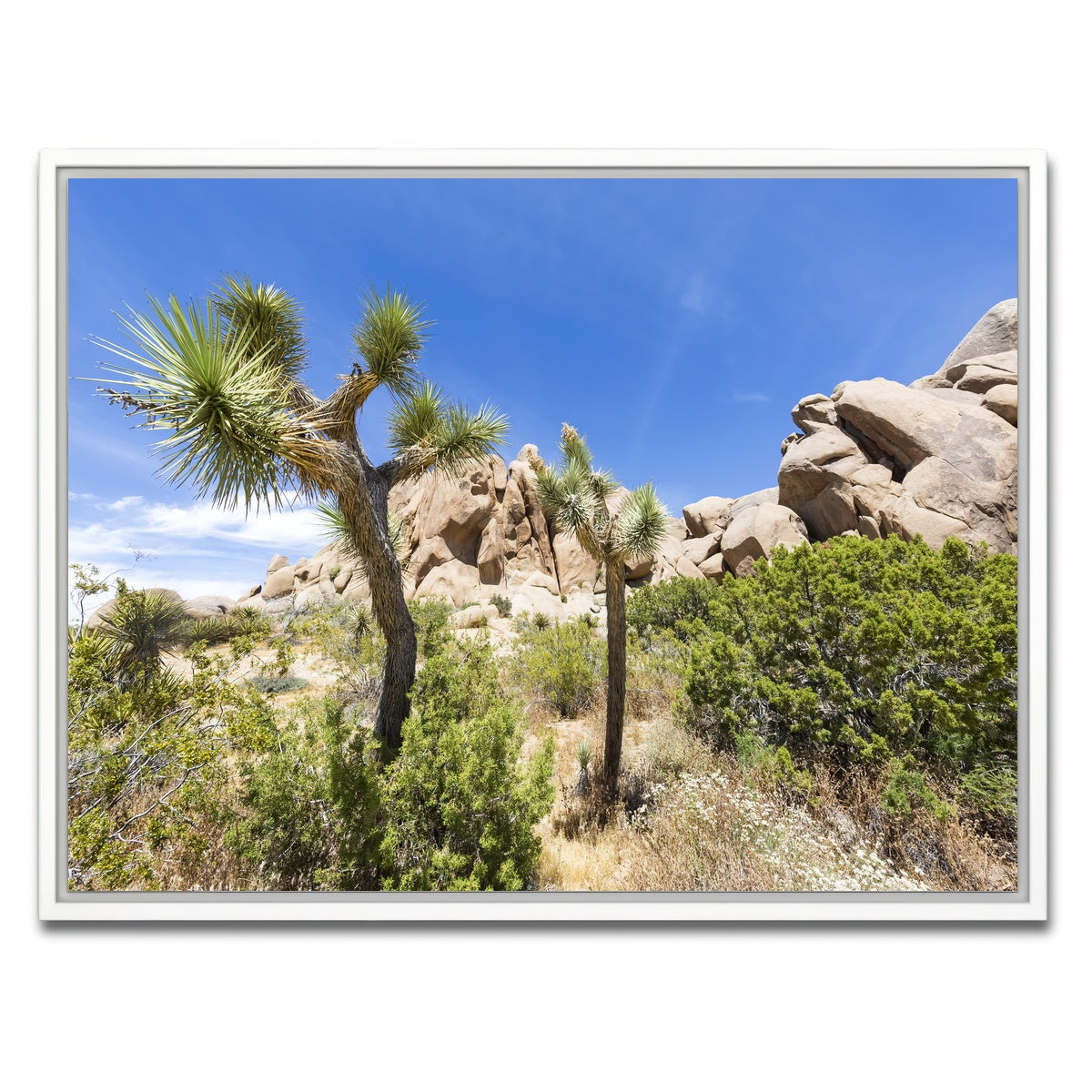 Impression from Joshua Tree National Park Wall Art