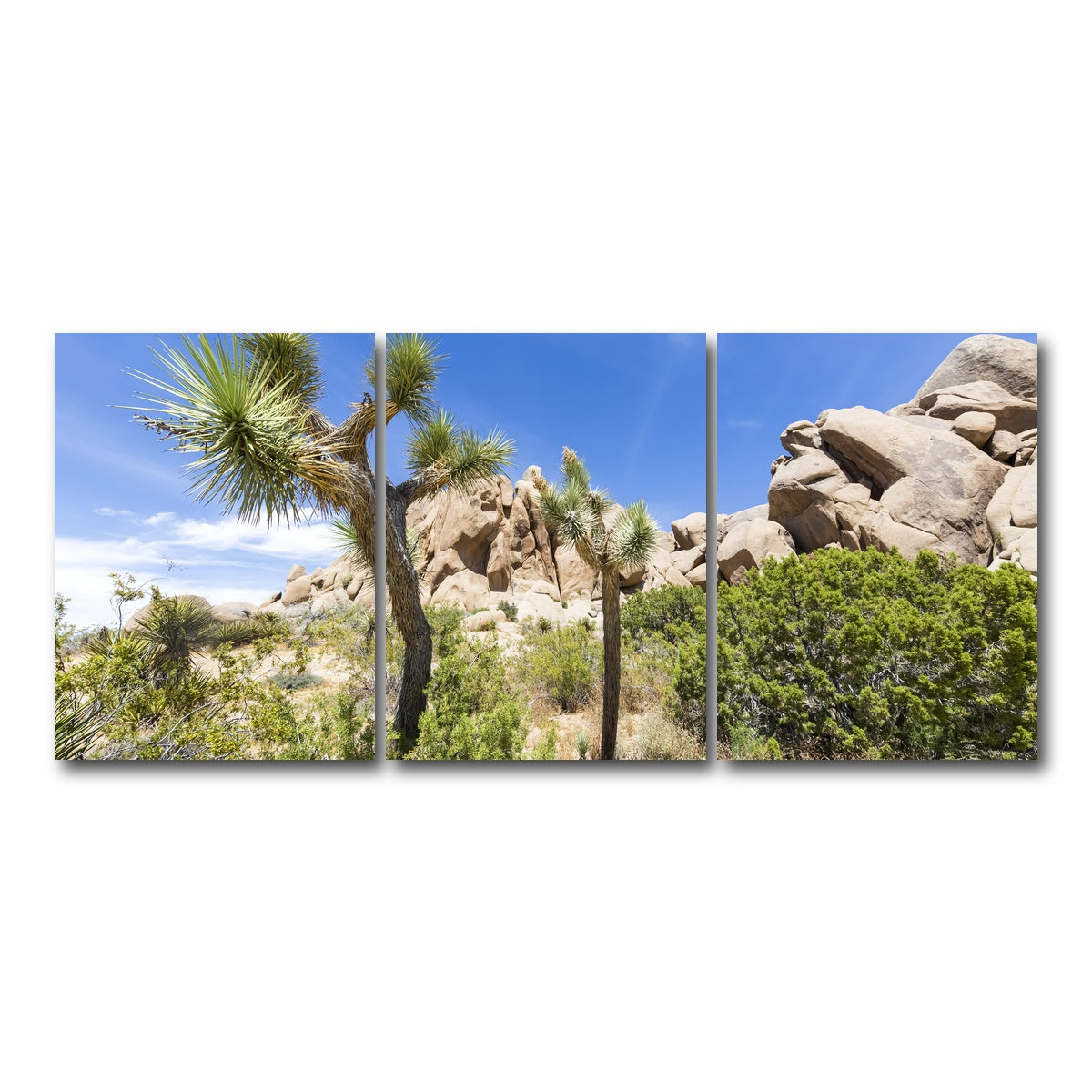 Impression from Joshua Tree National Park Wall Art