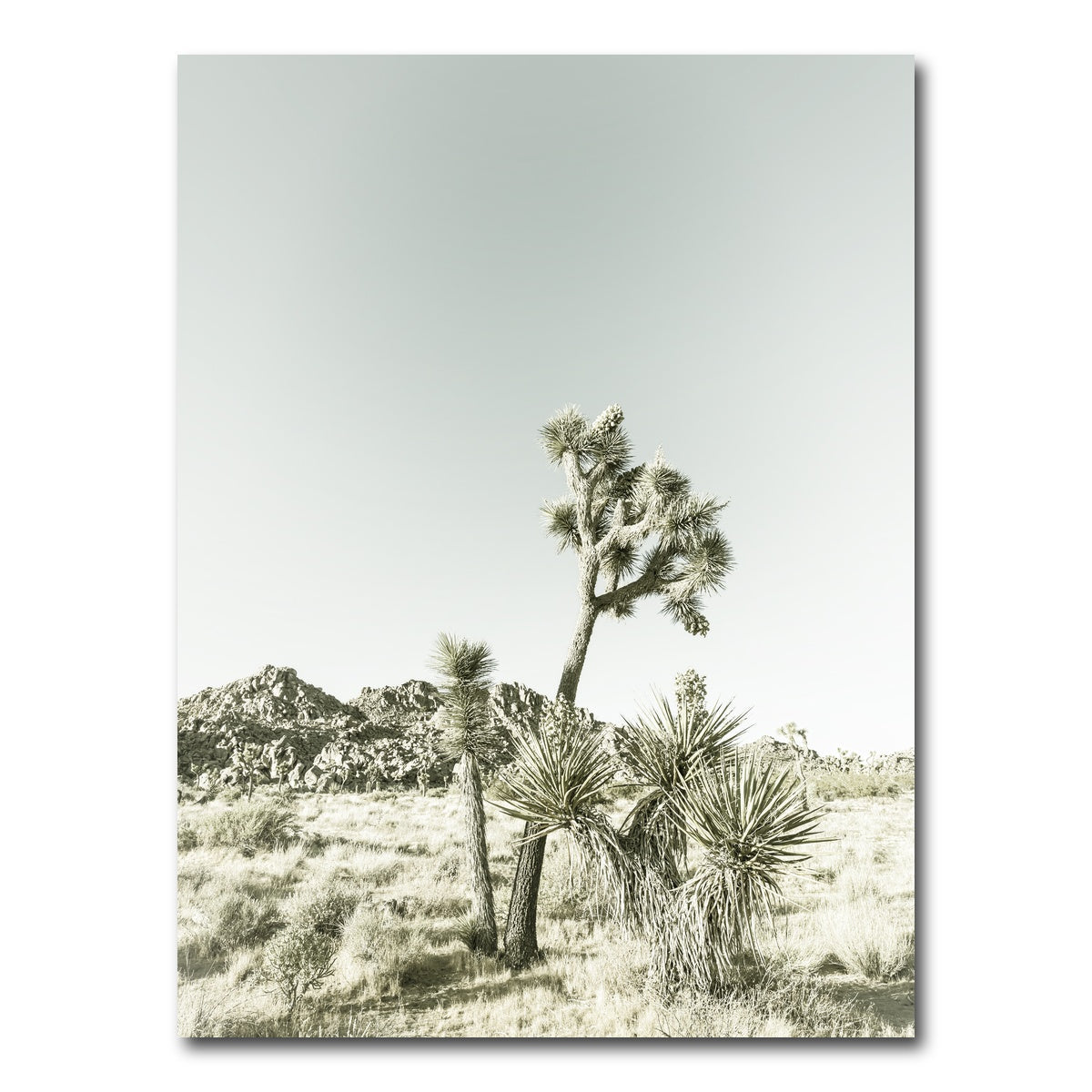 Joshua Tree National Park Vintage Wall Art