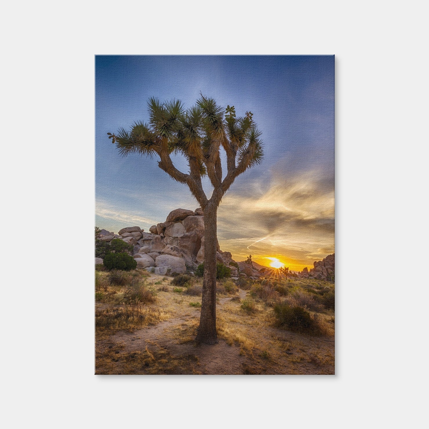 AUTO-MOCKUP WHITE | Joshua Tree National Park | 1 Piece | Gallery Wrap Canvas | group=3x4