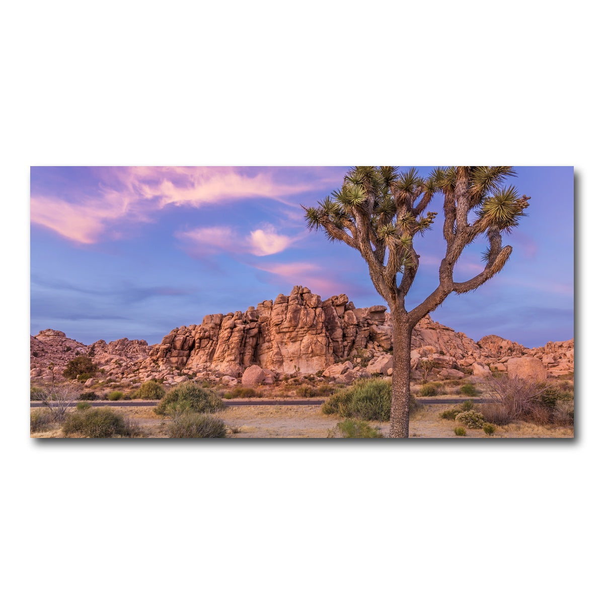 Joshua Tree in the Evening Wall Art