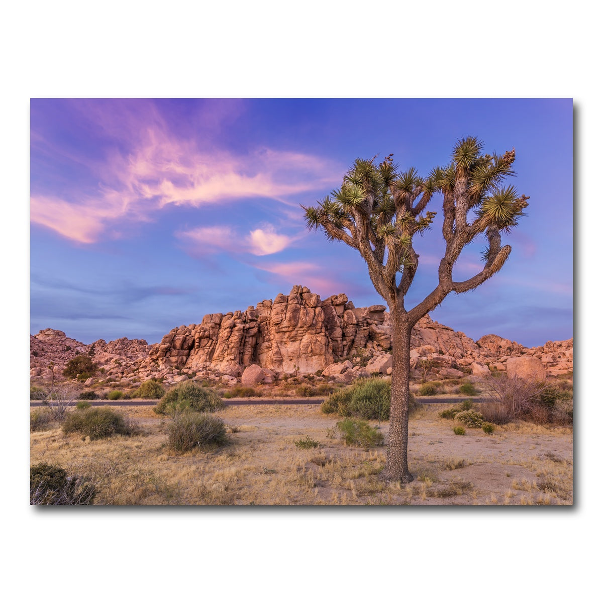 Joshua Tree in the Evening Wall Art