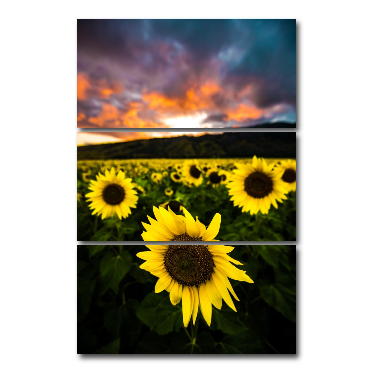 AUTO-MOCKUP WHITE | Maui Sunflowers | 3 Piece | Gallery Wrap Canvas | group=12x24_stacked
