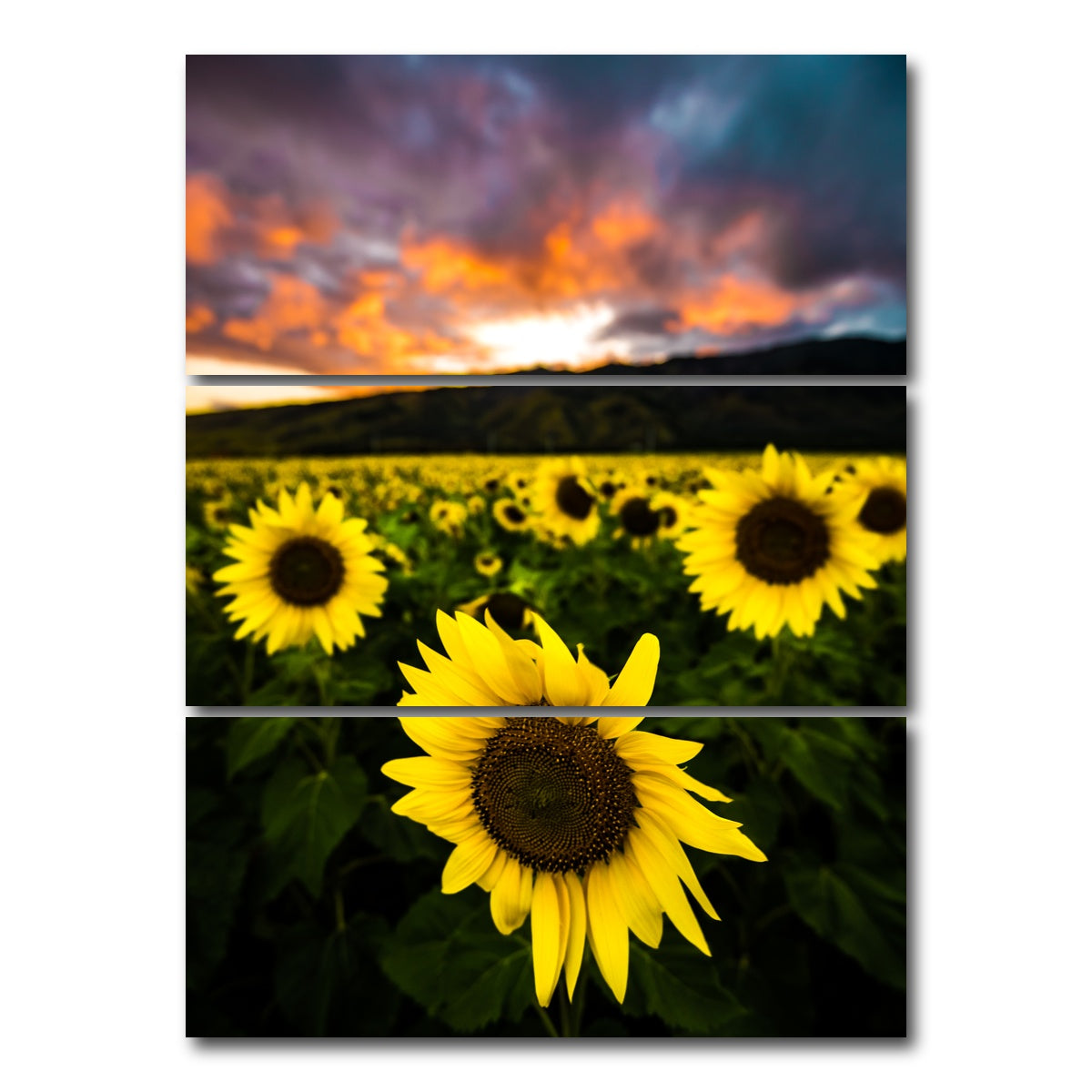 AUTO-MOCKUP WHITE | Maui Sunflowers | 3 Piece | Gallery Wrap Canvas | group=8x18_stacked