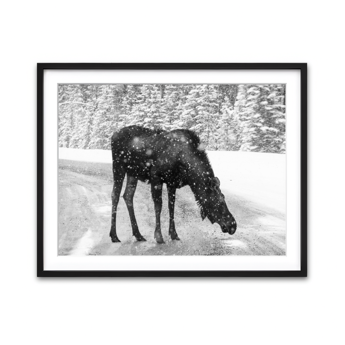 Moose Wall Art