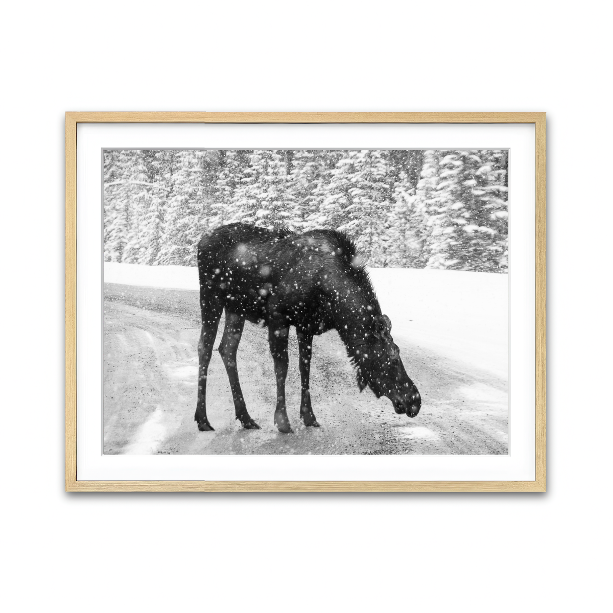 Moose Wall Art