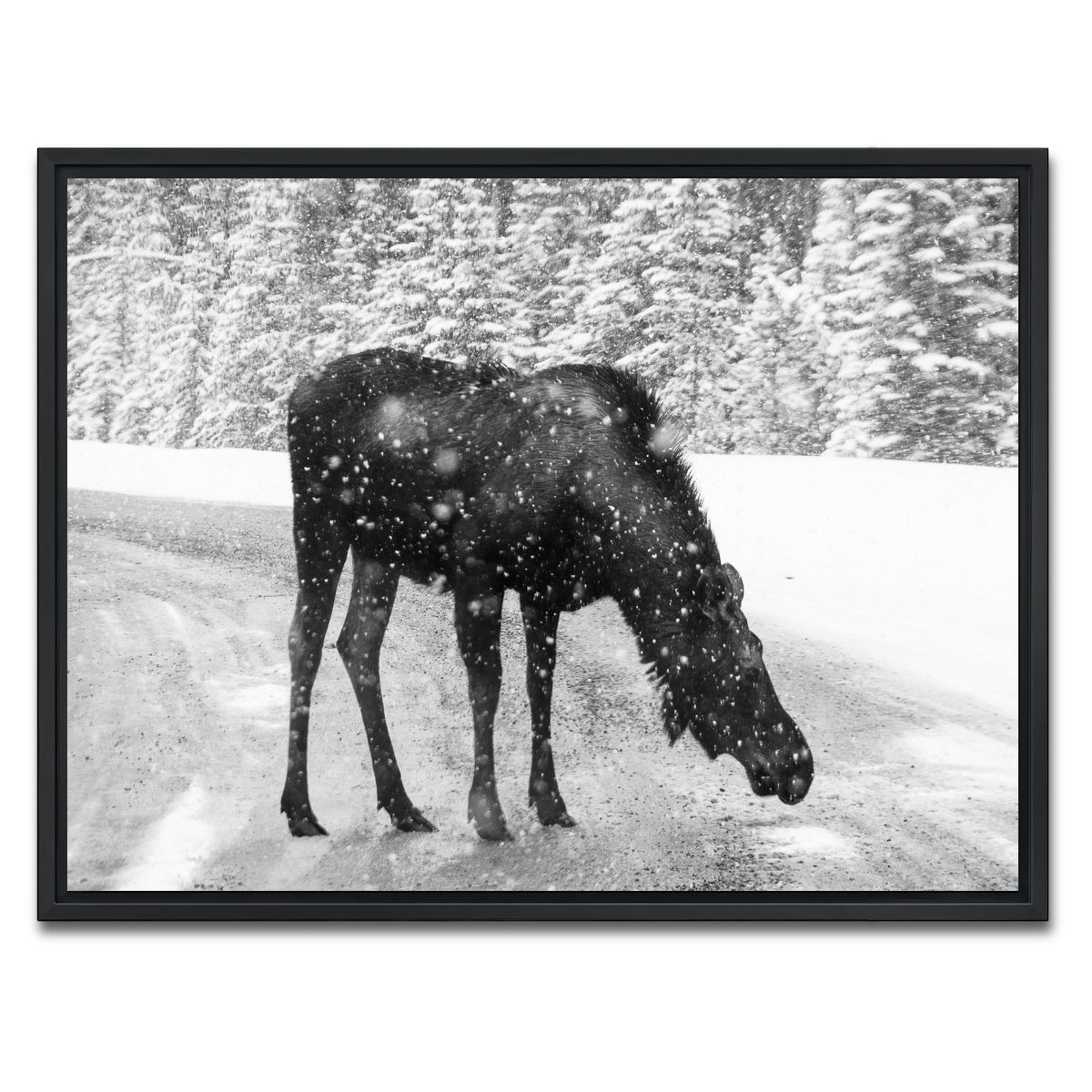 Moose Wall Art