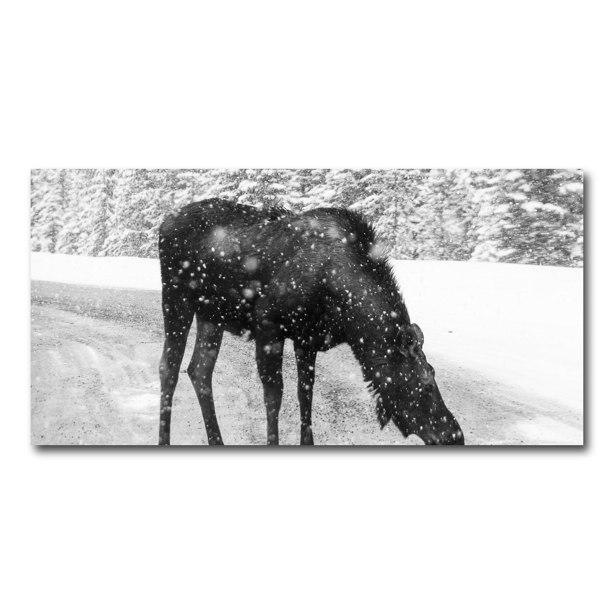 Moose Wall Art