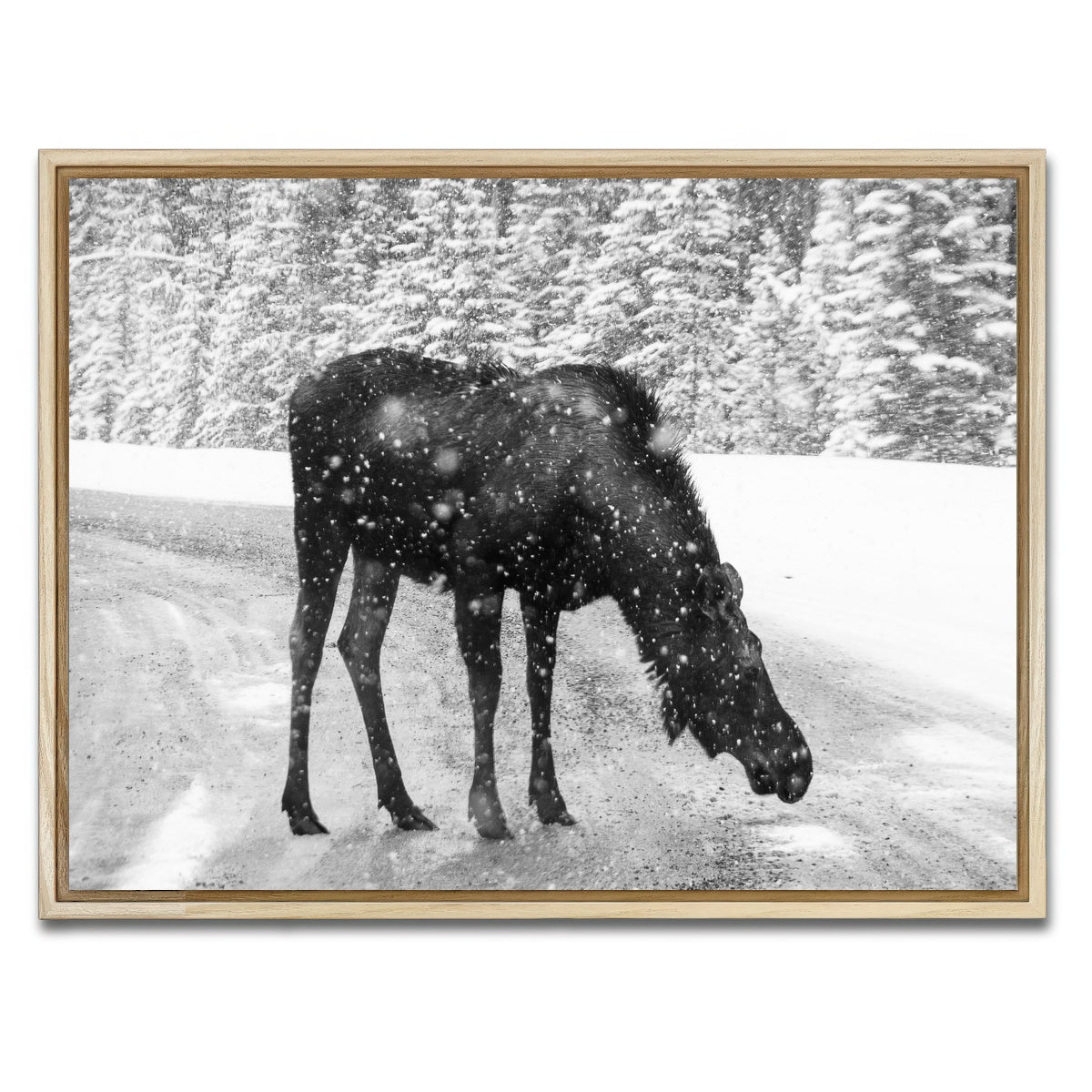 Moose Wall Art