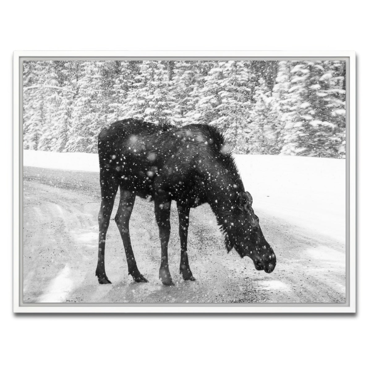 Moose Wall Art