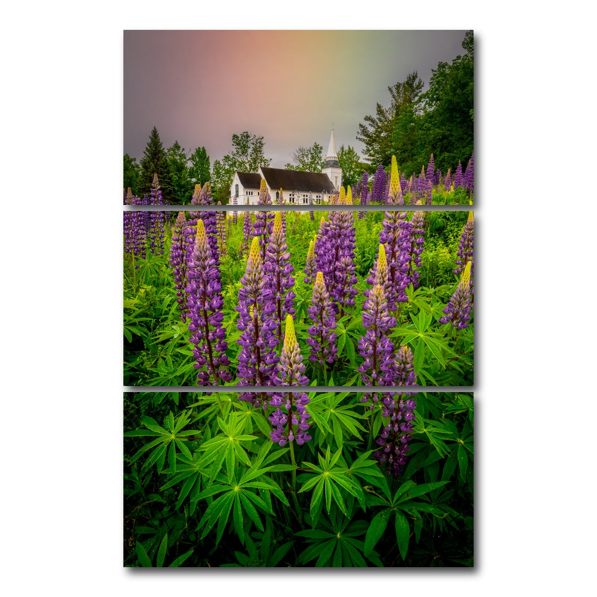 AUTO-MOCKUP WHITE | New Hampshire Lupines | 3 Piece | Gallery Wrap Canvas | group=12x24_stacked