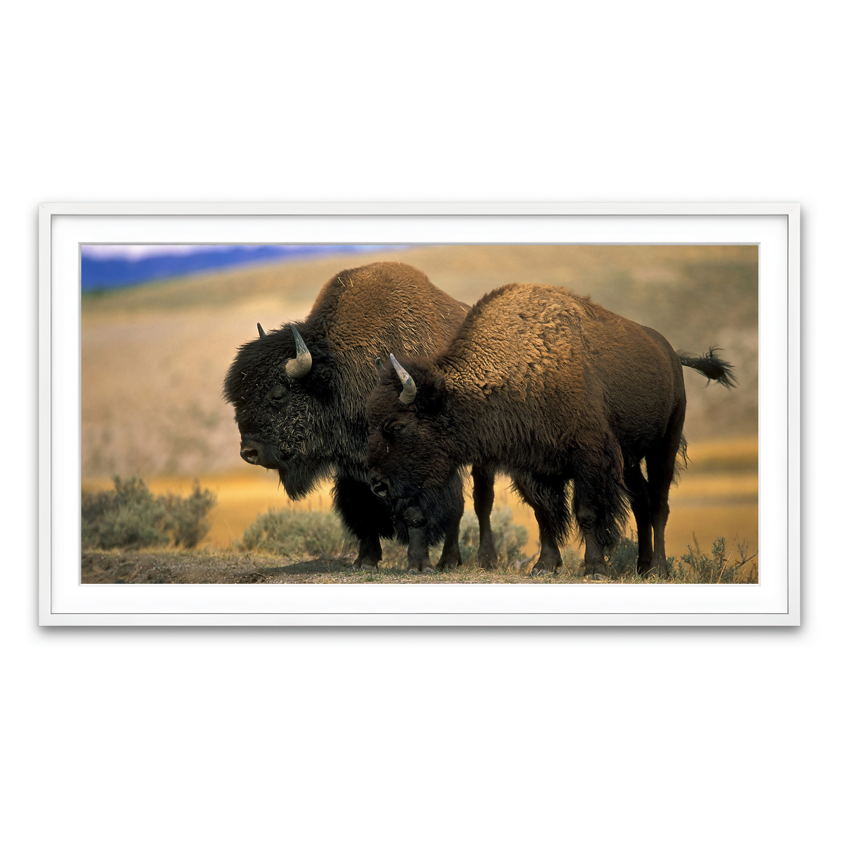 Framed Print 2x1 White