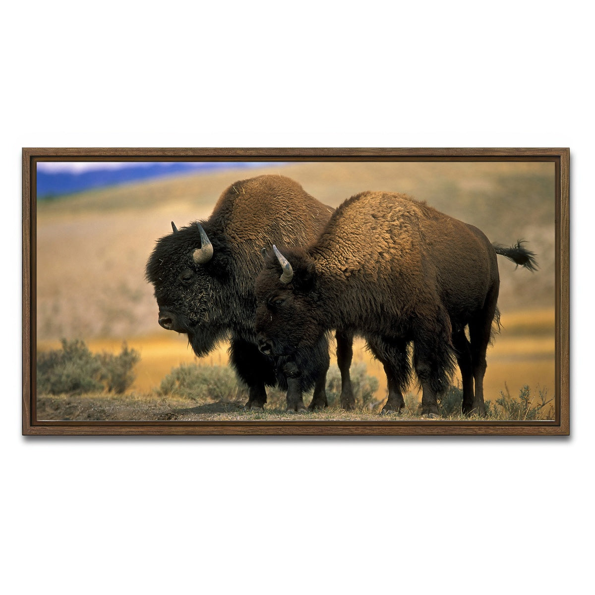 AUTO-MOCKUP WHITE | North American Buffalo | 1 Piece | Walnut Framed Canvas | group=2x1