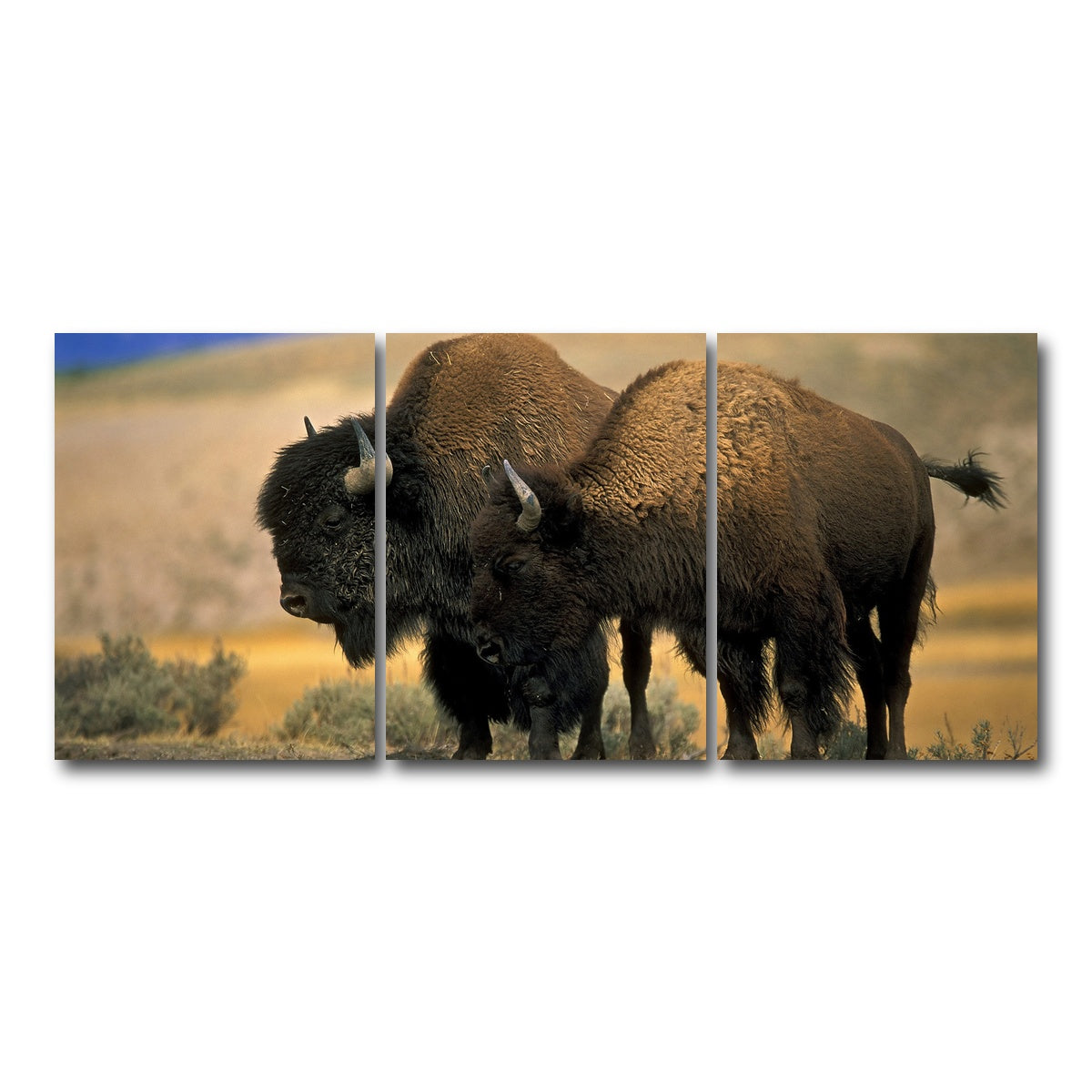 AUTO-MOCKUP WHITE | North American Buffalo | 3 Piece | Gallery Wrap Canvas | group=18x24