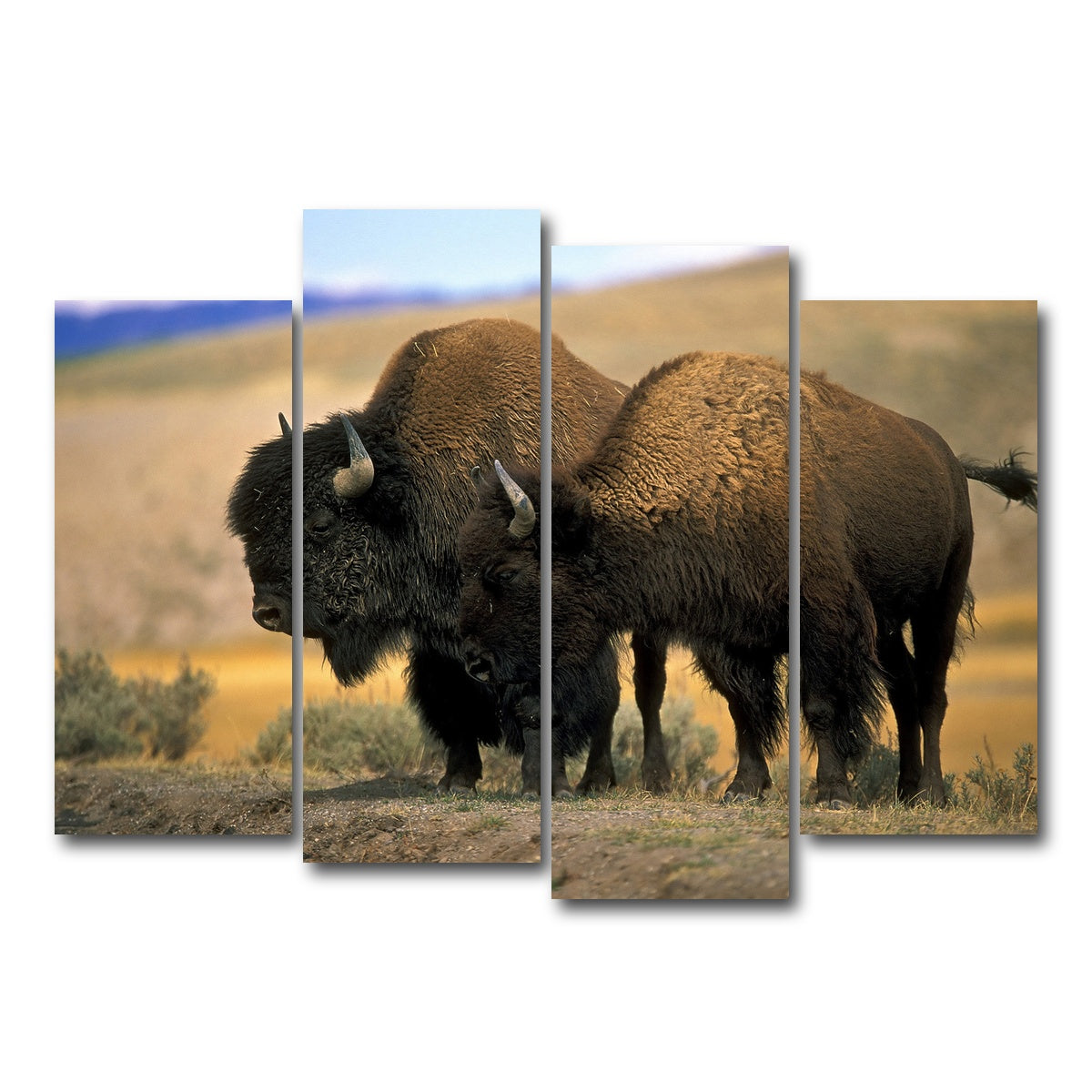 AUTO-MOCKUP WHITE | North American Buffalo | 4 Piece | Gallery Wrap Canvas | group=4_normal