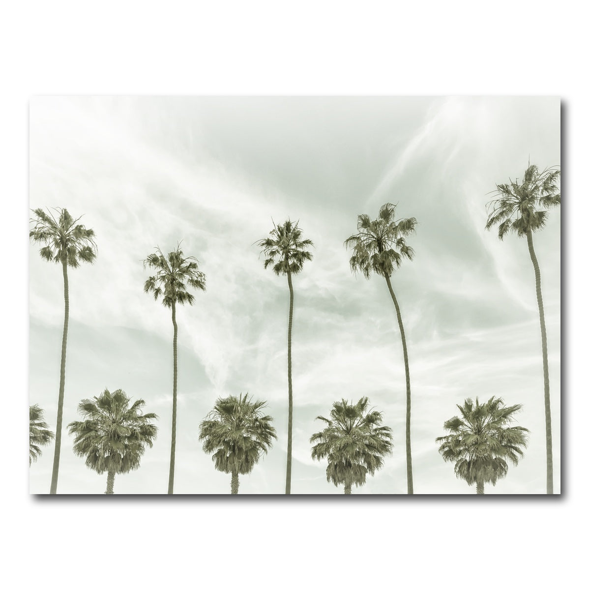 Palm Trees and Clouds Wall Art