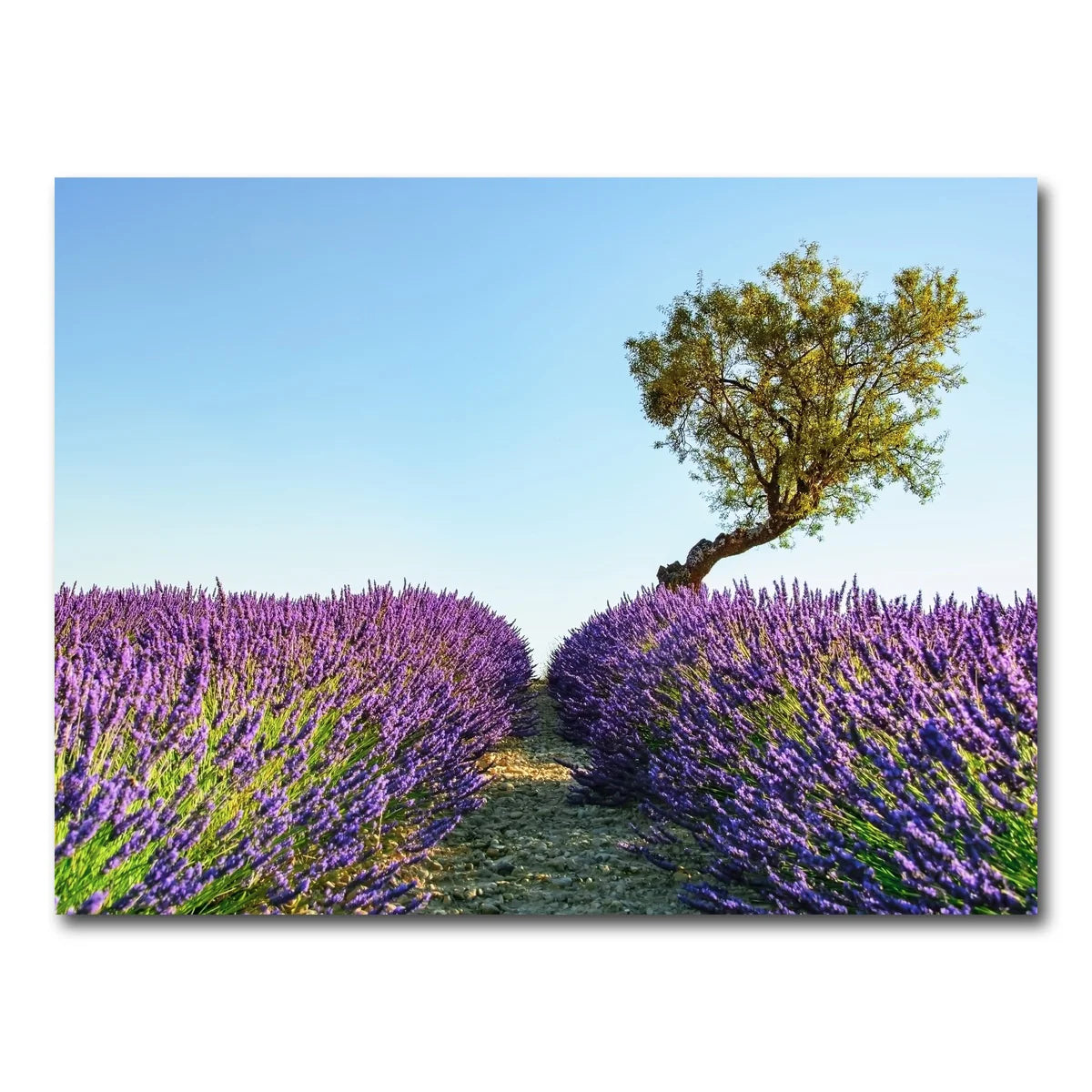Provence Landscape Wall Art
