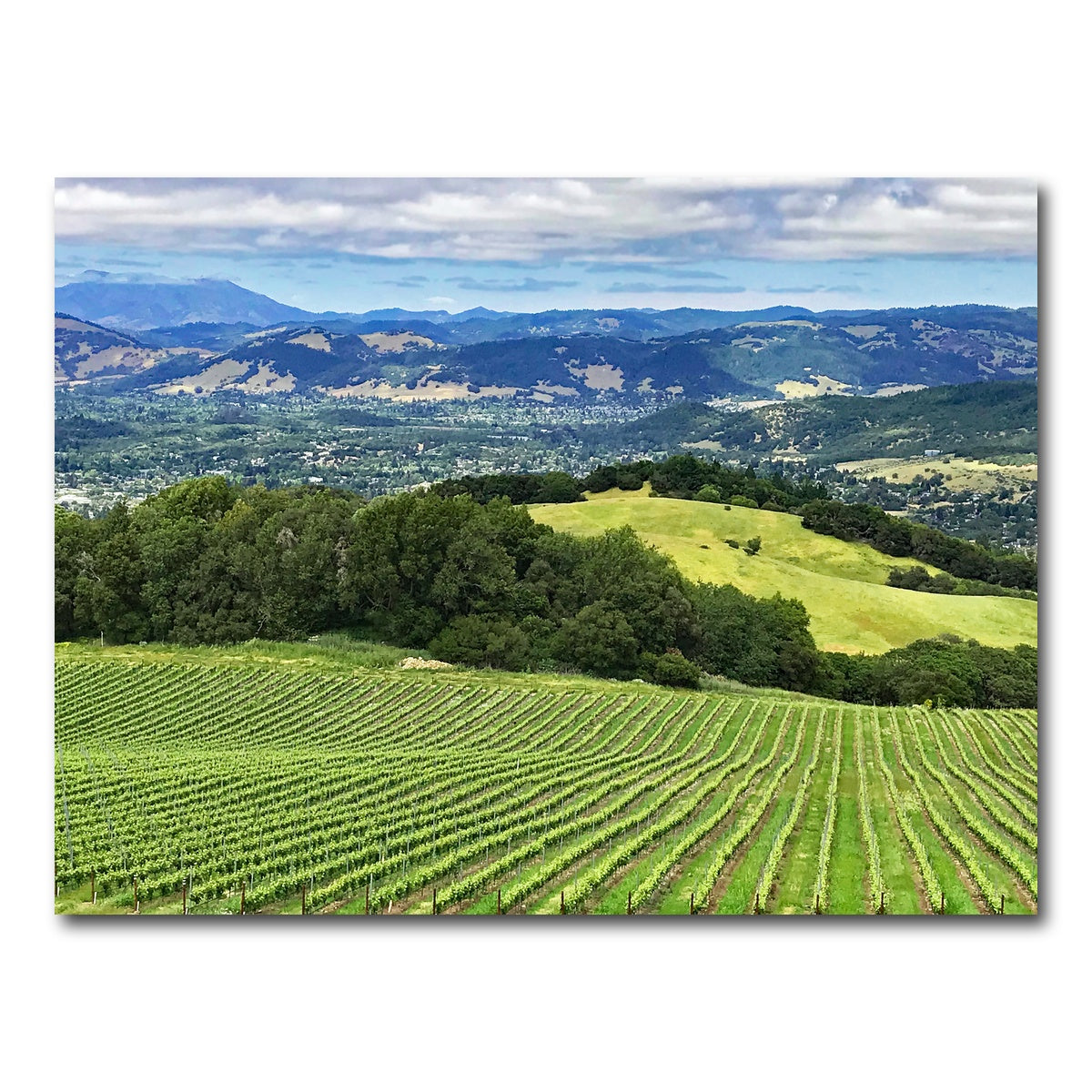 Rolling Hills and Vineyards of Sonoma County Wall Art