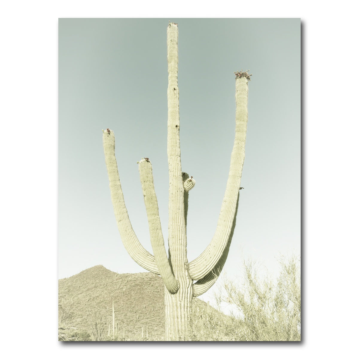 AUTO-MOCKUP WHITE | SAGUARO NATIONAL PARK Giant Saguaro | 1 Piece | Gallery Wrap Canvas | group=3x4