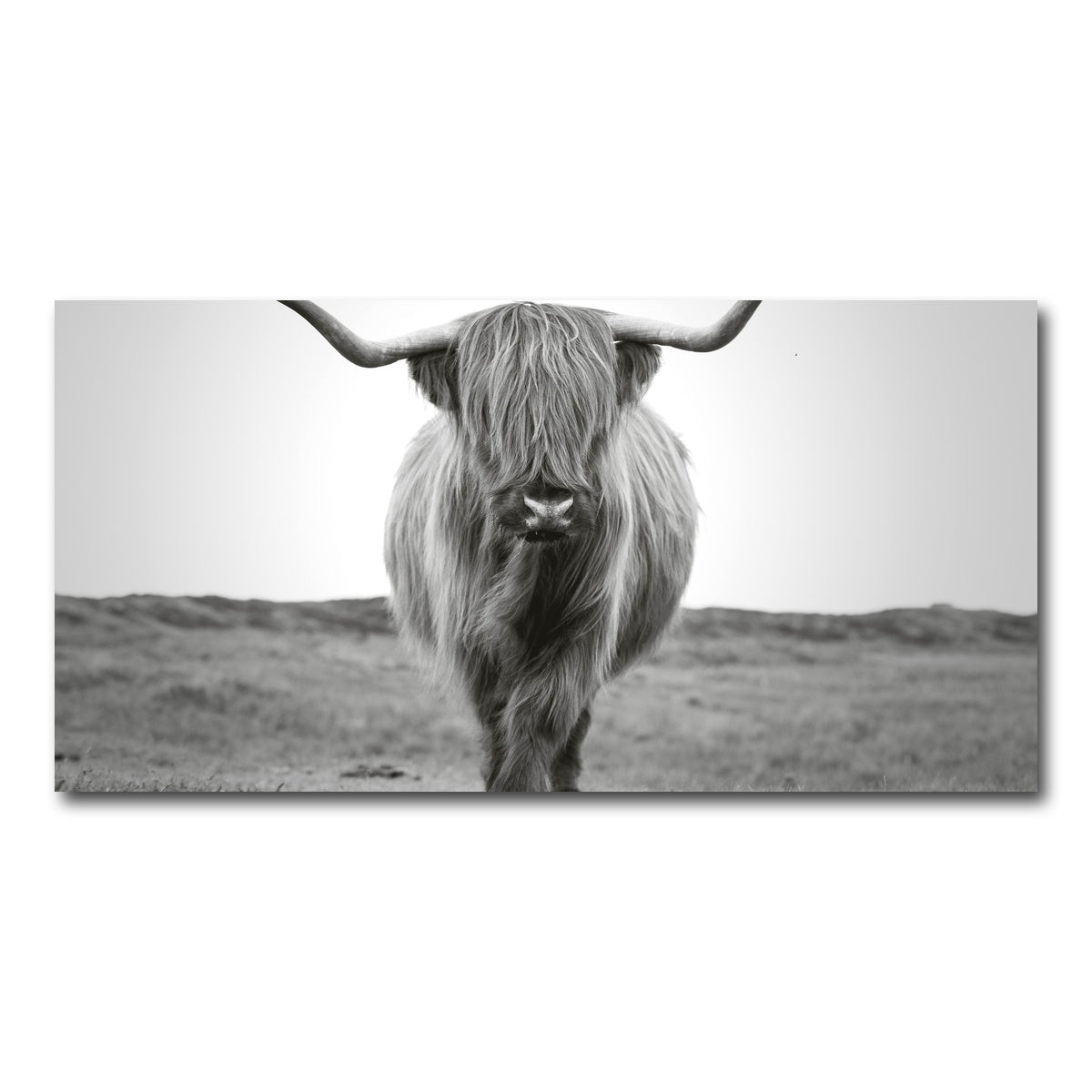 AUTO-MOCKUP WHITE | Scottish Bull | 1 Piece | Gallery Wrap Canvas | group=2x1